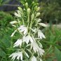 Lobelia cardinalis Alba 1,000 seeds