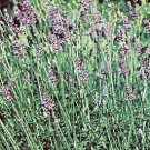 Lavender spica Spike Lavender 2,000 seeds