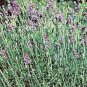 Lavender spica Spike Lavender 2,000 seeds