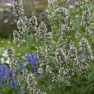 Nepeta dirphya Greek Catmint 2,000 seeds
