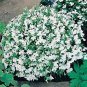 Lobelia White Lady 10,000 seeds