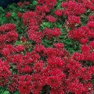 Sedum spurium Summer Glory 2,000 seeds