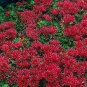 Sedum spurium Summer Glory 2,000 seeds