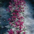 Gomphrena Buddy Purple 1,000 seeds