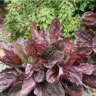 Plantago major Purpurea Plantain 1,000 seeds