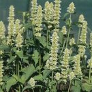 Agastache rugosa Licorice White 2,000 seeds