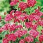 Ageratum Red Flint 2,000 seeds
