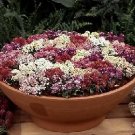 Alyssum Sweet Alice Mix 5,000 seeds
