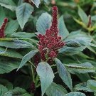 Amaranthus Red Cathedral Superior 2,000 seeds