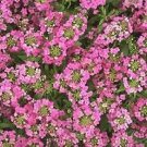 Alyssum Easter Bonnet Deep Pink 5,000 seeds