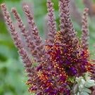 Amorpha canescens 1,000 seeds