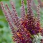 Amorpha canescens 1,000 seeds