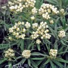 Anaphalis triplinervis 2,000 seeds