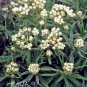 Anaphalis triplinervis 2,000 seeds