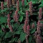 Anise Hyssop Agastache foeniculum 2,000 seeds