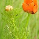 Adonis aestivalis 2,000 seeds