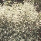 Artemisia lactiflora 1,000 seeds