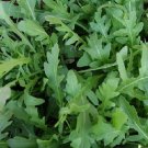 Arugula Wild One Diplotaxis 5,000 seeds