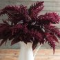 Amaranthus Archie's Red Spike 2,000 seeds