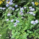 Ageratum Blue Bouquet 2,000 seeds
