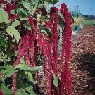 Amaranthus Red Tails (Love Lies) 2,000 seeds