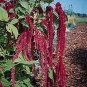 Amaranthus Red Tails (Love Lies) 2,000 seeds