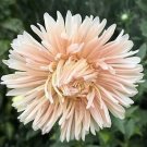 Aster Duchesse Peony Blush Pink 2,000 seeds