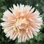 Aster Duchesse Peony Blush Pink 2,000 seeds