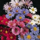 Aster novi-anglii Mix 1,000 seeds