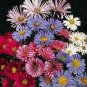 Aster novi-anglii Mix 1,000 seeds