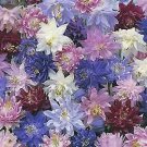 Aquilegia vulgaris plena 1,000 seeds