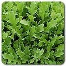 Arugula Surrey Eruca 2,000 seeds