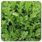 Arugula Surrey Eruca 2,000 seeds