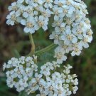 Achillea millefolium White 10,000 seeds