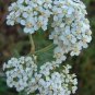 Achillea millefolium White 10,000 seeds