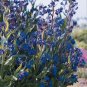 Anchusa azurea Dropmore 1,000 seeds