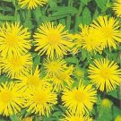 Inula ensifolia 1,000 seeds