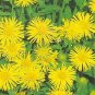 Inula ensifolia 1,000 seeds