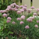 Allium senescens glaucum 1,000 seeds