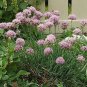 Allium senescens glaucum 1,000 seeds