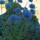 Jasione perennis (laevis) Blue Light 2,000 seeds