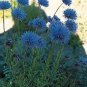 Jasione perennis (laevis) Blue Light 2,000 seeds