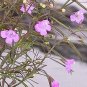Agalinis tenuifolia 2,000 seeds