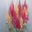 Astilbe arendsii Grande 2,000 seeds
