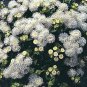 Ageratum White Bouquet 2,000 seeds