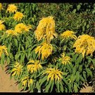 Amaranthus Aurora 2,000 seeds