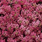 Alyssum Wonderland Deep Rose 5,000 seeds