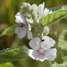 Alcea officinalis 2,000 seeds