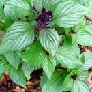 Basil Persian Zing 2,000 seeds