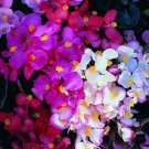Begonia Cocktail Mix 2,000 seeds